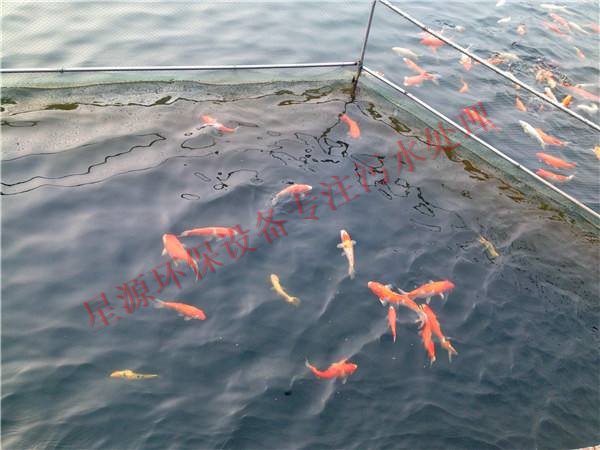 一體化養(yǎng)魚污水處理設(shè)備使用及維護介紹